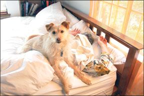 My Dog Wakes Up Too Early! - Whole Dog Journal