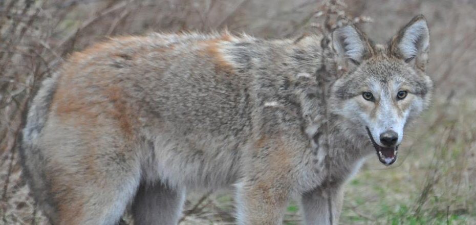 Dem Offers Tips On Preventing Conflicts With Coyotes - What'S Up Newp