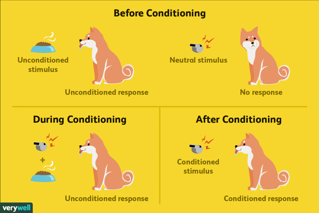 Classical Conditioning: Examples And How It Works