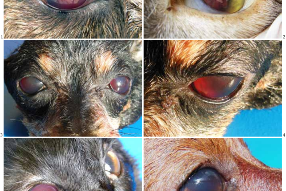 Pdf] Red Eyes In The Necropsy Floor : Twenty Cases Of Hyphema In Dogs And  Cats 1 | Semantic Scholar