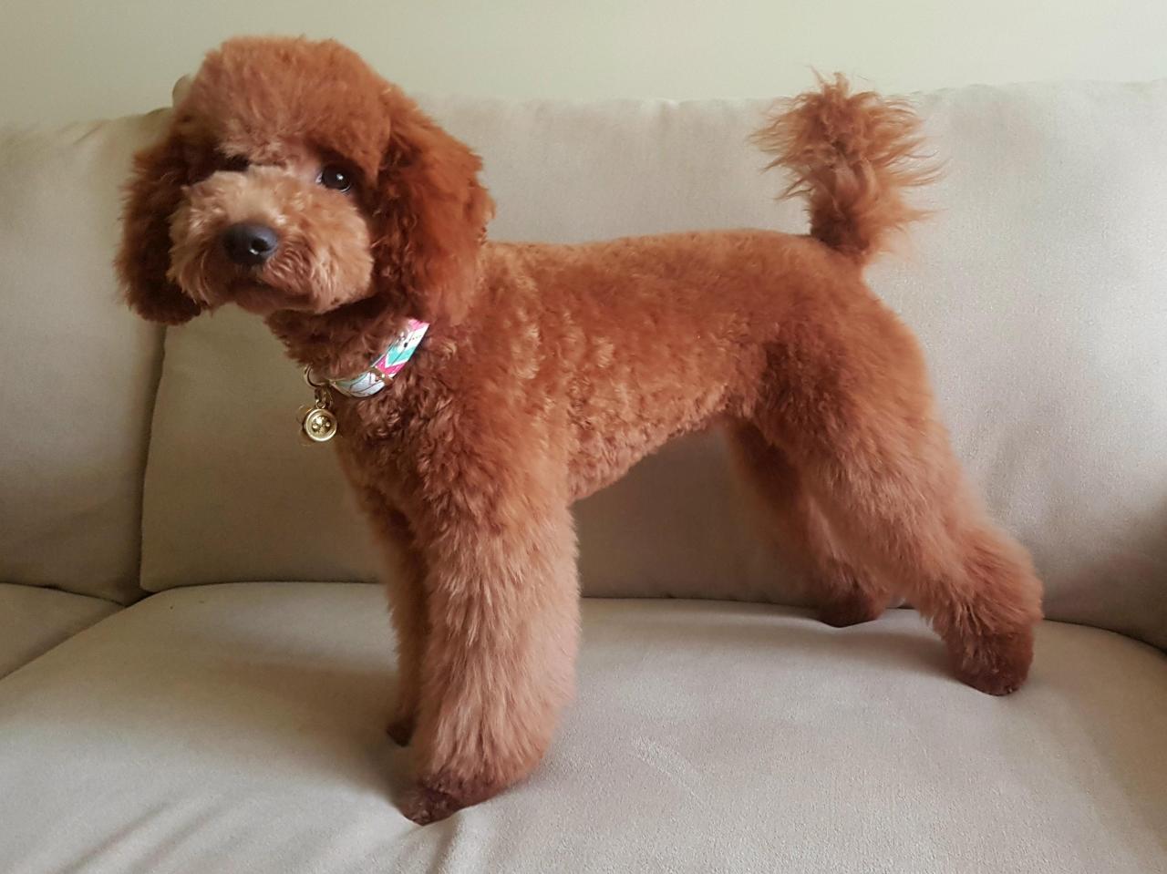 7 Dapper Hairstyles For Your Poodle - Pawsh