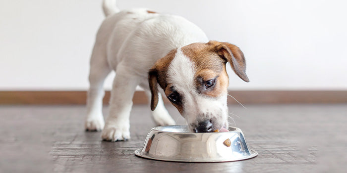 Puppy Feeding: A Complete A-Z Guide On Pup Food & Nutrition