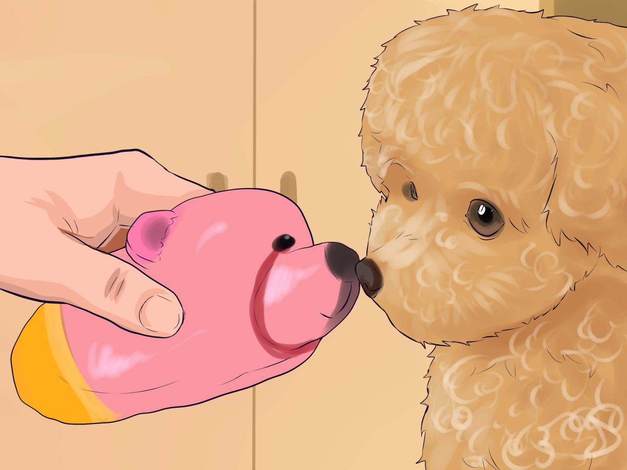 6 Ways To Care For A Toy Poodle - Wikihow