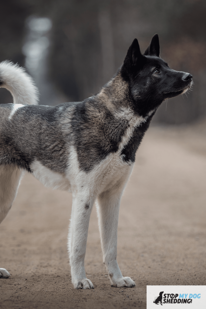 How Do You Stop An Akita From Shedding: Effective Strategies And Tips