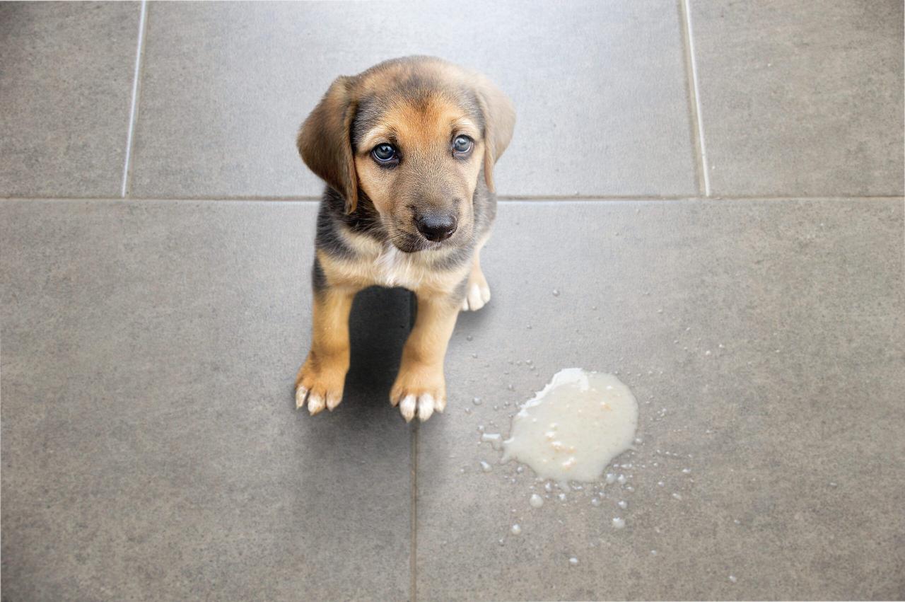 Pepto Bismol For Dogs | Can I Give My Dog Pepto