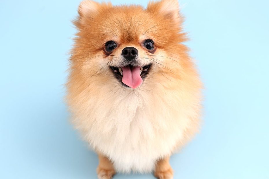 What'S The Price Of A Pomeranian In 2023? | Spot