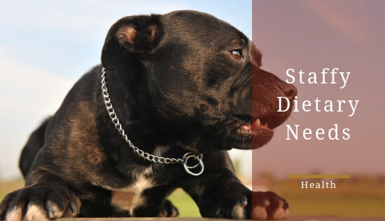 Staffordshire Bull Terrier Dietary Requirements - What To Feed Your Staffy