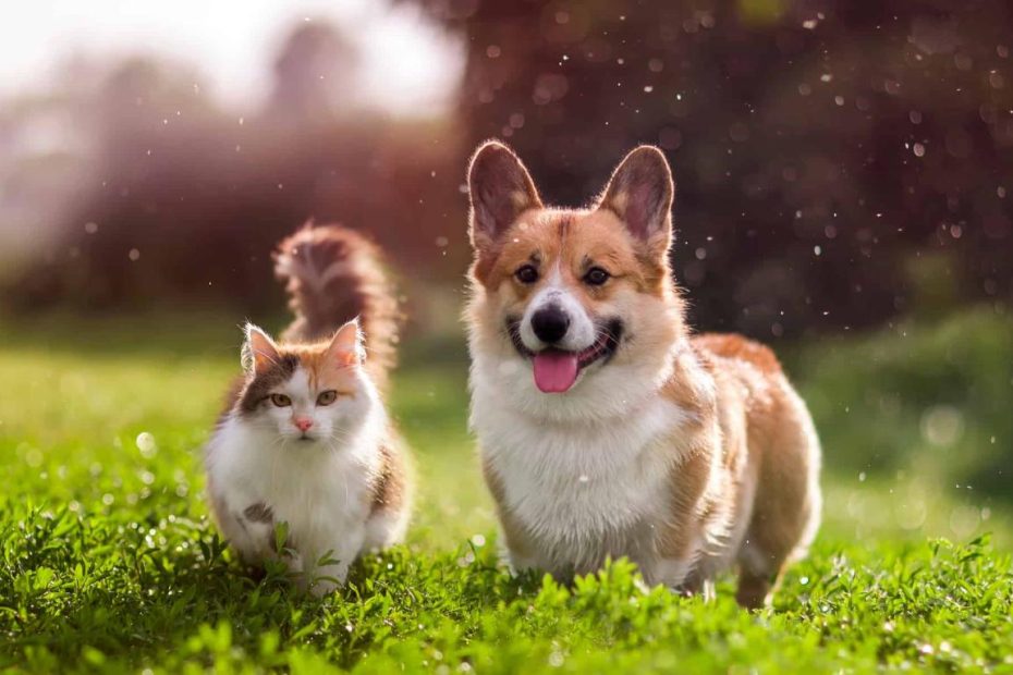 8 Reasons Dogs Are Better Than Cats - Az Animals