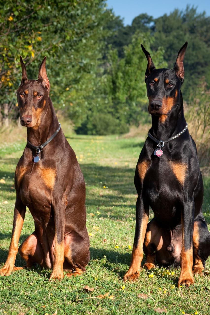 15 Best Guard Dog Breeds To Protect You And Your Family