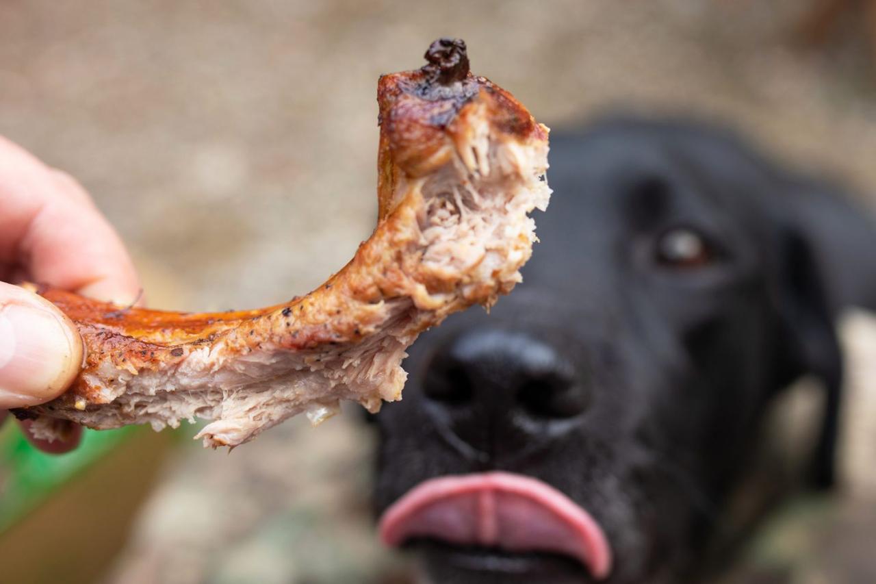 Should Dogs Eat Cooked Beef Bones? A Veterinary Perspective