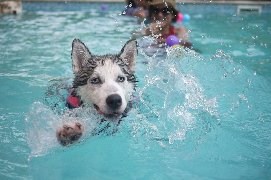 Can Dogs Swim In Chlorine Pools? - Dog Beaches Near Me