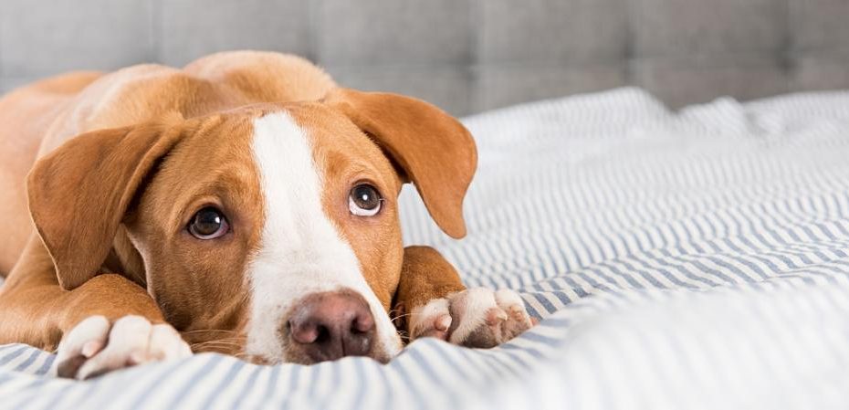 Gastroenteritis In Dogs: What You Need To Know | Hill'S Pet
