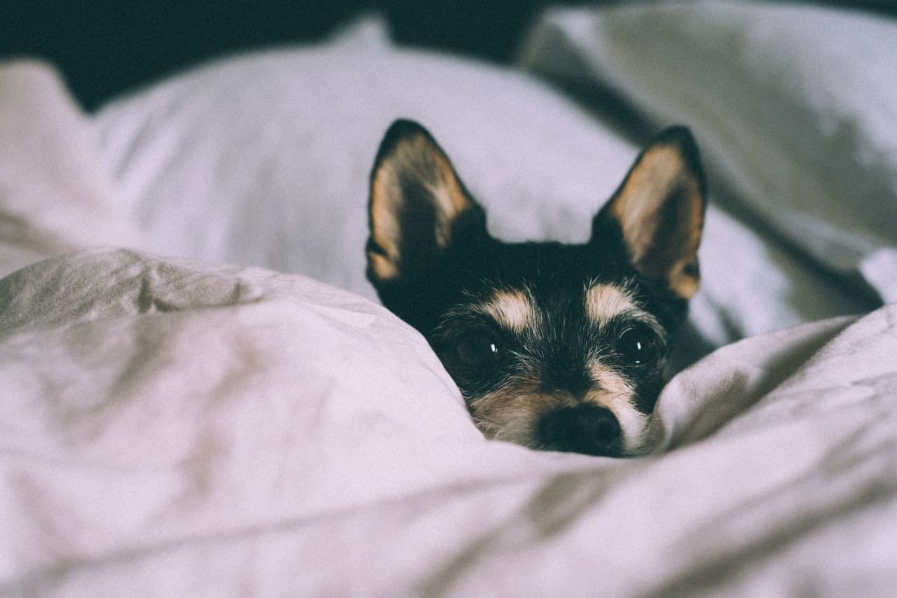 Why Does My Dog Nibble On Blankets? - Acme Canine