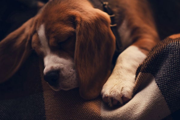 What Do Dogs Dream About? – American Kennel Club