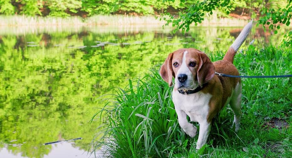 Easing Your Dog'S Constipation Naturally With Herbal Remedies