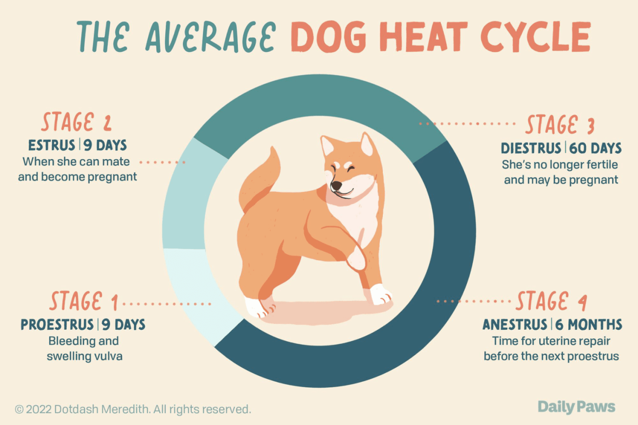 signs-your-dog-is-in-heat-dog-in-heat-your-dog-female-dog-in-heat