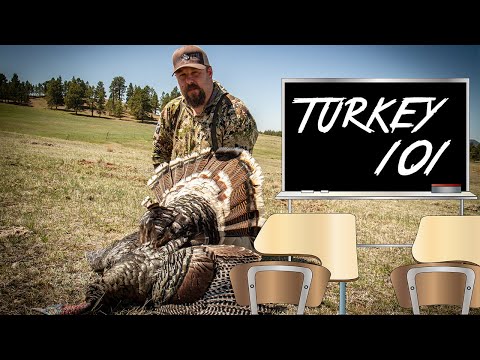 Turkey 101 - Turkey Hunting Near Devil's Tower, Wyoming