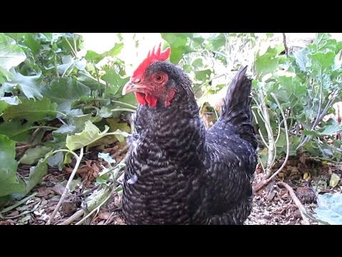 Q & A: How Do I Keep My Free Range Backyard Chickens From Destroying My  Garden? - Youtube