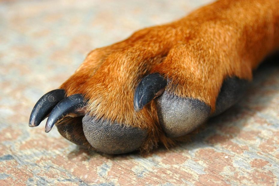 Inflammation Of The Paws In Dogs - Symptoms, Causes, Diagnosis, Treatment,  Recovery, Management, Cost