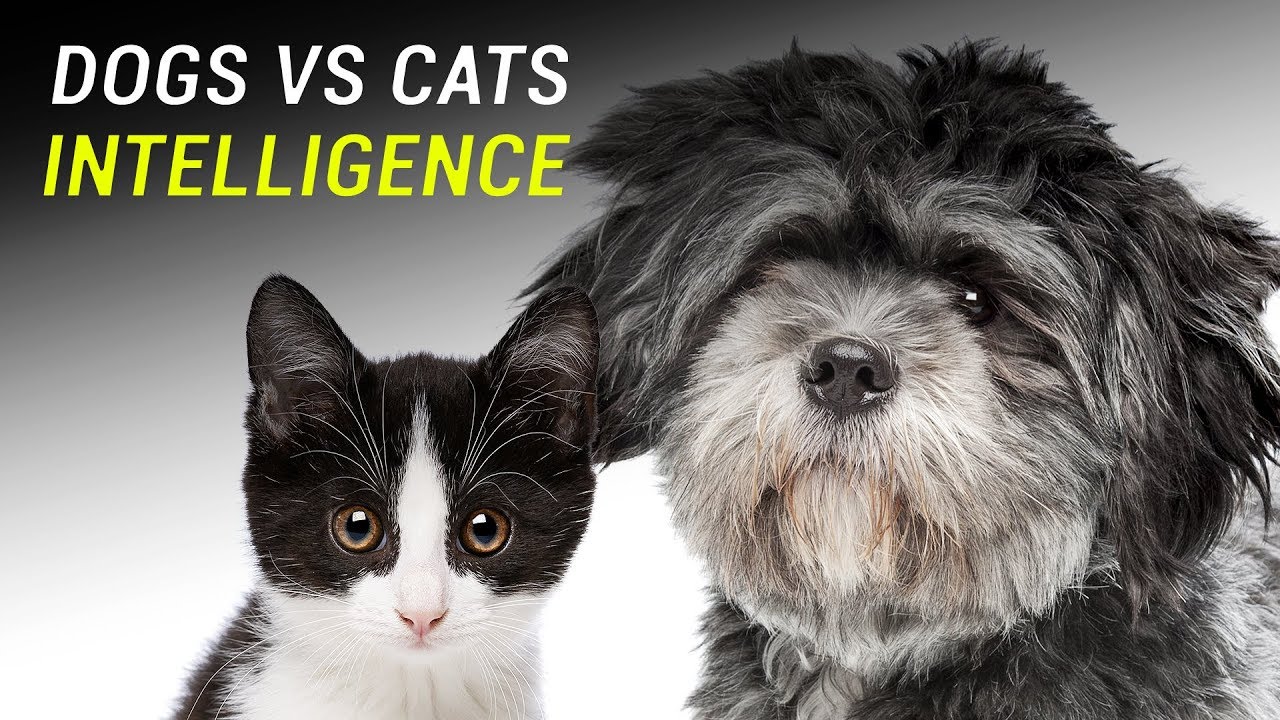 Which Is Smarter, Cats Or Dogs? - Youtube