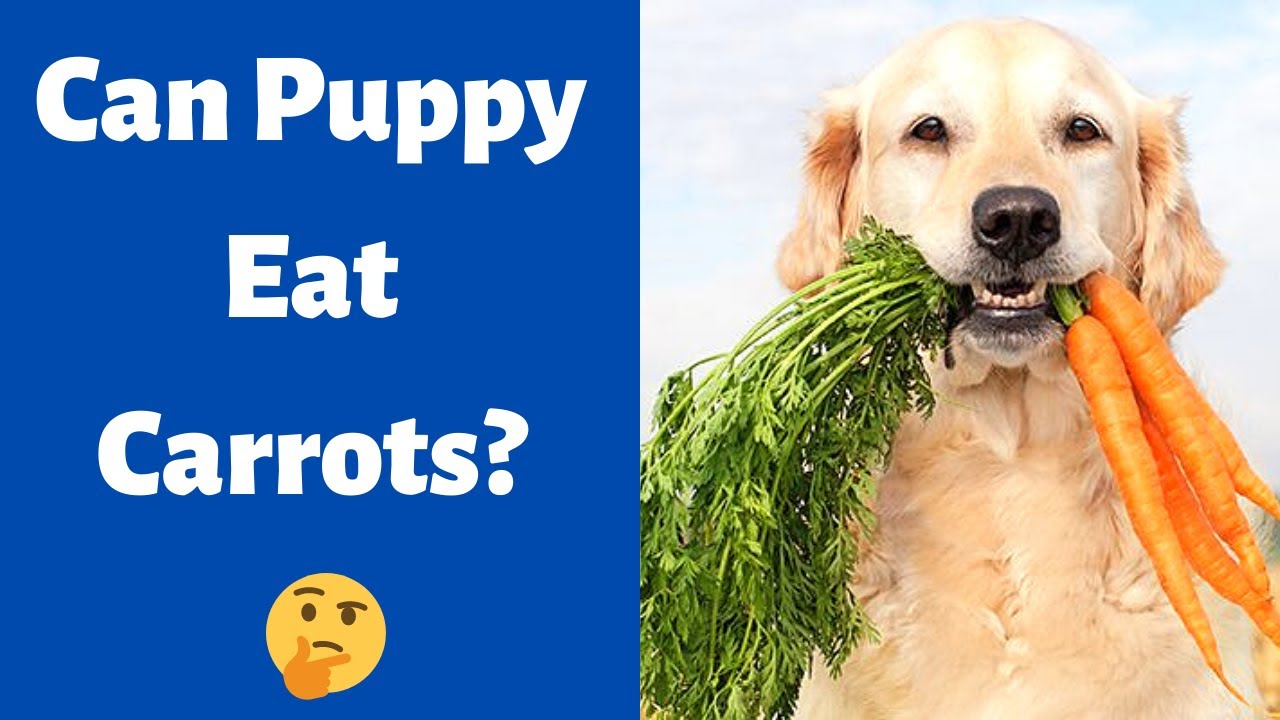 Can Puppy Eat Carrots? How And When To Feed Carrots To Your Puppy? - Youtube