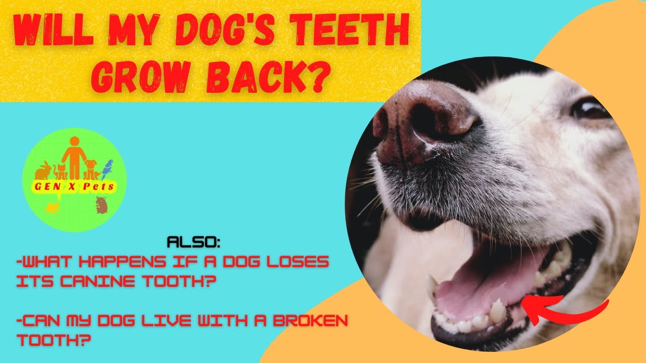 Will My Dog'S Teeth Grow Back? | Can Dogs Eat With Missing Teeth? | Dog  Live Without Canine Tooth? - Youtube