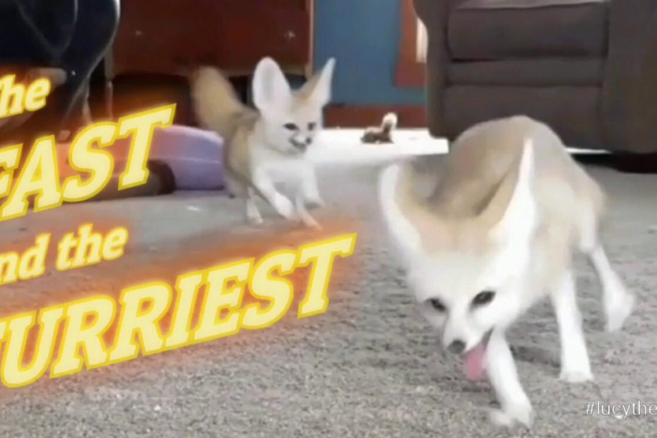 The Fast And The Furriest ....Fennec Foxes - Youtube
