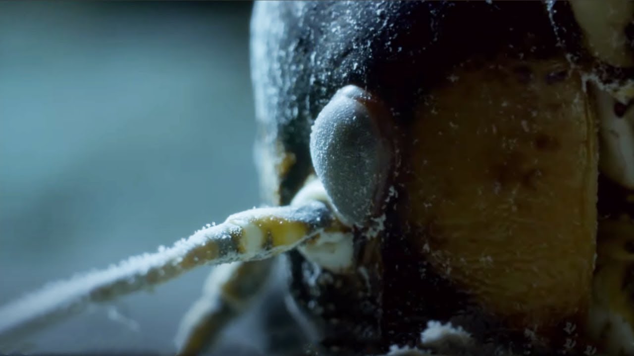 The Insect That Freezes To Survive | Nature'S Biggest Beasts | Bbc Earth -  Youtube