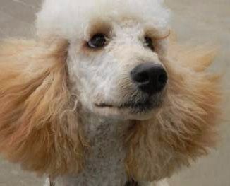 Poodle Hair Problems And Coat Care