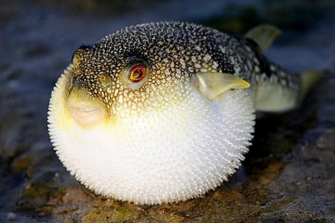 1 Dead, 2 Hospitalized After Eating Puffer Fish In South-Central Vietnam |  Tuoi Tre News