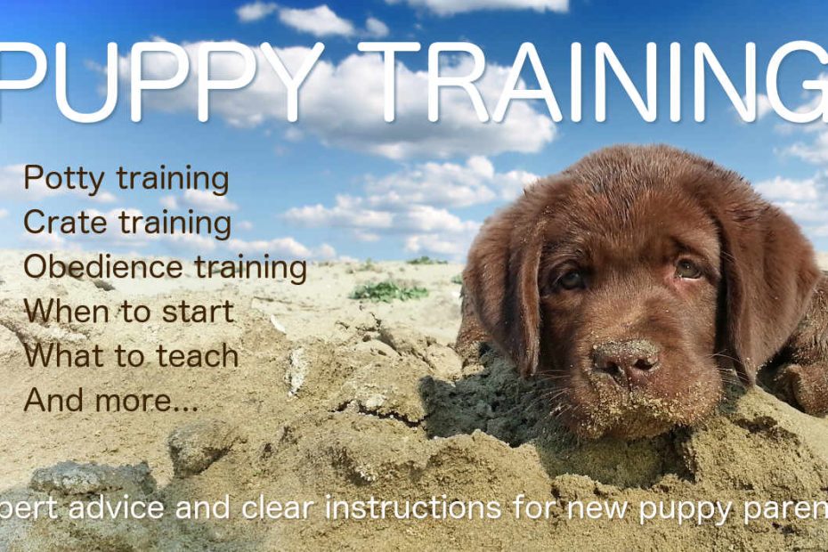 Labrador Puppy Training - The Labrador Site