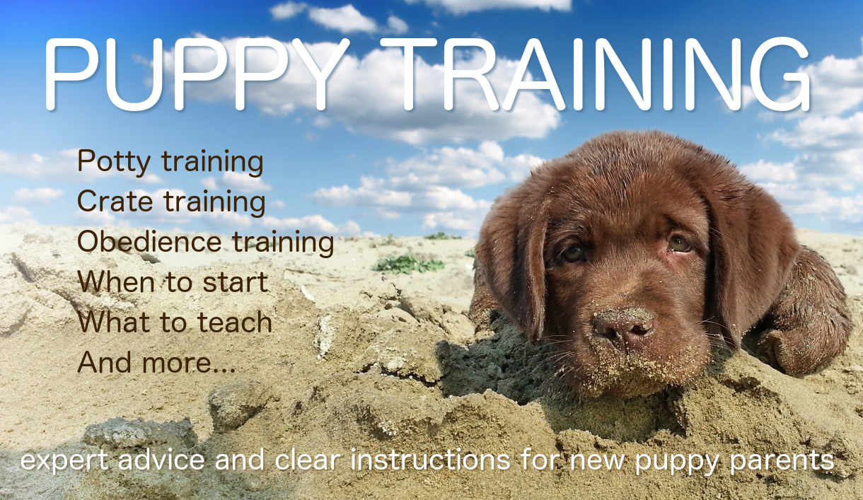 Labrador Puppy Training - The Labrador Site