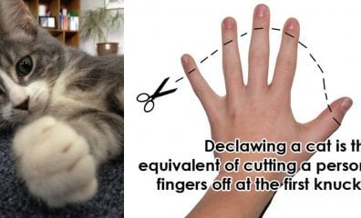 8 Reasons Why You Should Never Declaw Your Cats | Peta