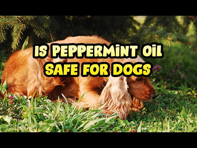 Is Peppermint Essential Oil Bad For Dogs & Puppies? - Youtube