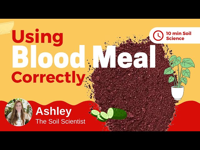 What Is Blood Meal Fertilizer? How To Apply Blood Meal To Plants & What  Else You Should Add 🌿 - Youtube