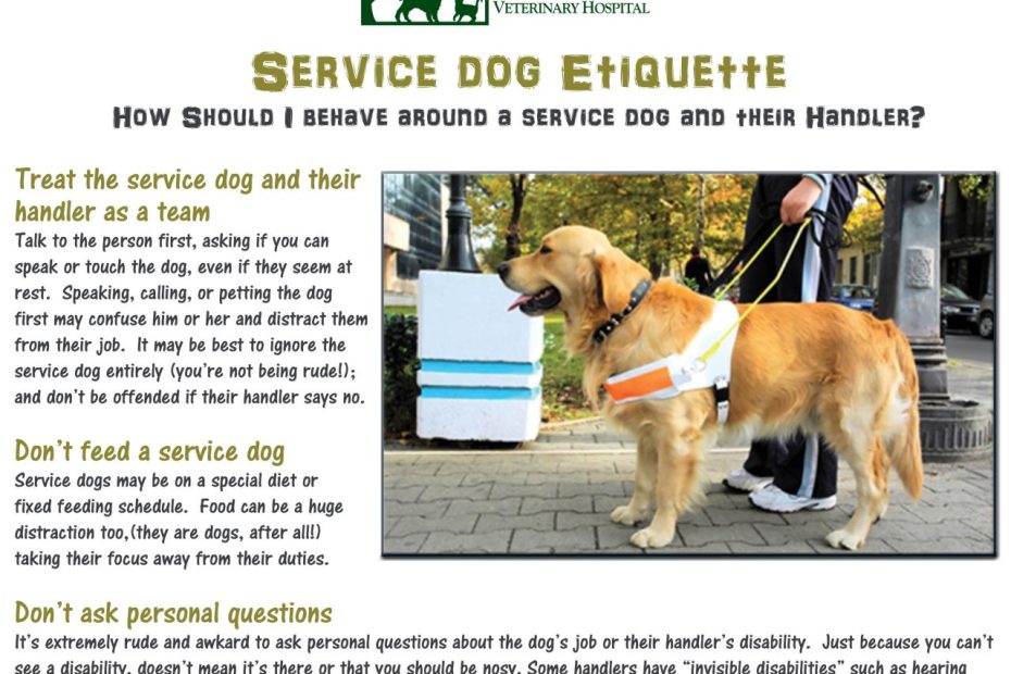 Service And Assistance Dogs Work Hard, Help People Lead Fulfilling Lives. |  Leesburg Vet Blog