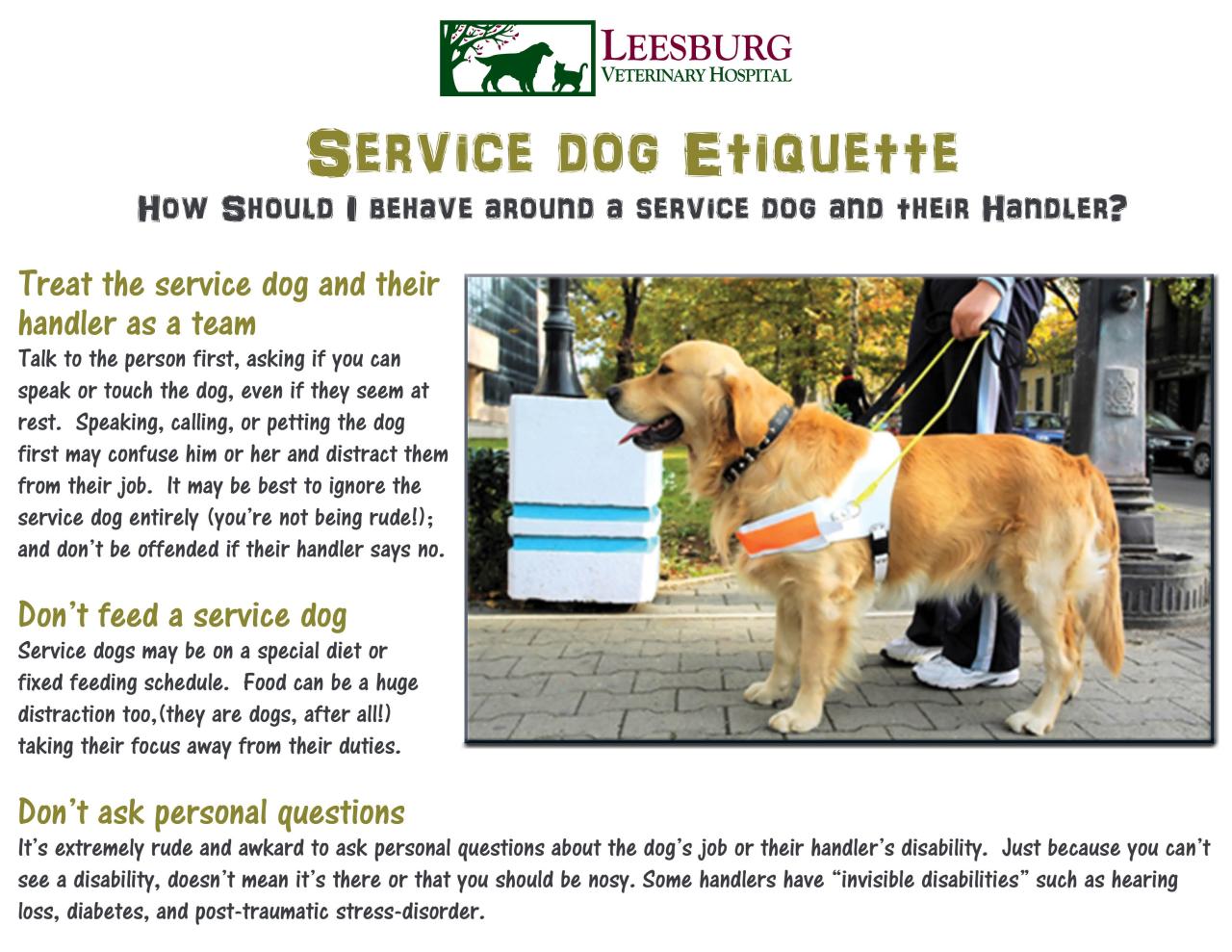 Service And Assistance Dogs Work Hard, Help People Lead Fulfilling Lives. |  Leesburg Vet Blog