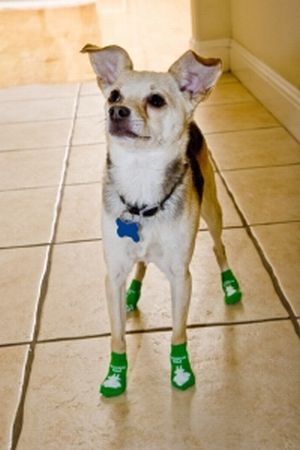 Dog Socks - Why Socks For Dogs